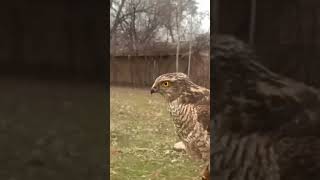 Sparrowhawk Agility Movement training [upl. by Eaver]