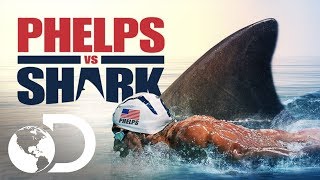 Michael Phelps vs Tubarão Branco veja quem ganha a disputa  Shark Week 2017  Discovery Brasil [upl. by Anirdnaxela]