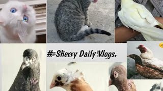 Bili ki awaz sun li jab wo apne bachon ko bula rahi thi😀😀 Sherry Daily Vlogz [upl. by Yregram]