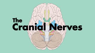 How to Remember the Cranial Nerves Mnemonic  MEDZCOOL [upl. by Auohp245]