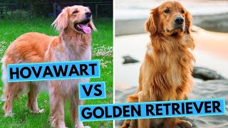 Hovawart vs Golden Retriever  Dog Breed Comparison [upl. by Benedicto]