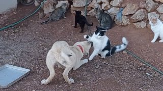 Sütlü 60  Bölüm  Kedi Maması Arayan Köpek İstediğini Bulamadı [upl. by Dieball]