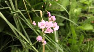 Cardamine pratensis quotPlenaquot  WiesenSchaumkraut Cuckoo Flower [upl. by Yelssew]