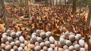 How to Make the CHEAPEST CHICKEN FEED For Your Farm [upl. by Anneuq]