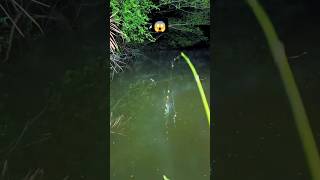 highlights of cup 2024  james river bass fishing fishfishing carpfishing phannphuyfishing bait [upl. by Watkin]