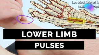 Lower Limb Pulses  OSCE Guide  UKMLA  CPSA [upl. by Fital]