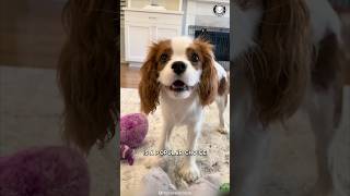 Cavalier King Charles Spaniel 🐶 The Best Family Pet [upl. by Chae]