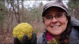 FREE Medicine is All Around Foraging for Usnea [upl. by Karrah]