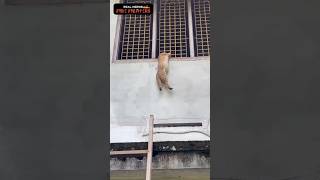 அது எப்படி திமிங்கலம் 🤔🤔🤔🤔 அதான் வாத்தியாரே எனக்கும் தெரியல 🧐🧐🧐🧐 Rescue cat 😺😺😺😺 [upl. by Vidovik]