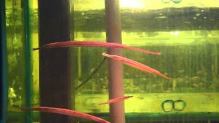 15cm Pipefish Freshwater [upl. by Jonina]