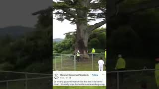 Clonmel Ireland A 200yr old tree will be felled to make way for a migrant camp [upl. by Ansilma549]