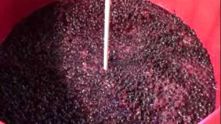 How to Make Homemade Wine from Chilean Merlot Grapes Part 2 of 5 [upl. by Aiekahs]