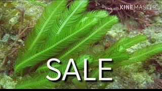 All India SALE  Feather Caulerpa  Caulerpa sertularioides [upl. by Ydurt762]