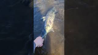 Chum on the fly rod is a blast flyfishing chumfishing fishing fishingaddict catchandrelease [upl. by Warga]