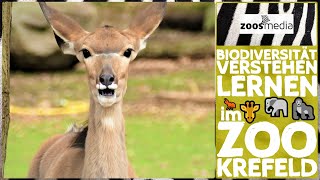 Zoo Krefeld BIODIVERSITÄT verstehen amp schützen lernen  zoosmedia [upl. by Aratal562]