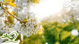 Beautiful Relaxing Music • Peaceful Piano Cello amp Guitar Music by Soothing Relaxation [upl. by Norry]