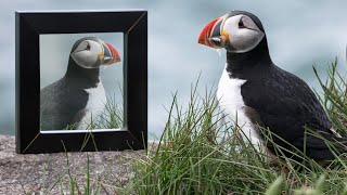 Puffins Are Returning To Maine Because of Mirrors [upl. by Neysa]