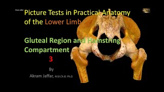 Picture Tests in Anatomy Lower Limb Gluteal Region and Hamstrings 3 [upl. by Acimehs]