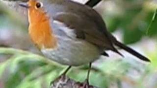 Robin chirp chirp  Birds in my garden by Simon [upl. by Annaoy]