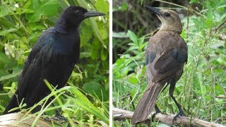 Boattailed Grackle call [upl. by Dagley]