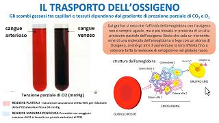 IL TRASPORTO DELLOSSIGENO NEL SANGUE [upl. by Chandos51]