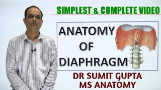 DIAPHRAGM  ANATOMY [upl. by Nosrej]