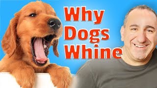 Why your dog whines and How to get your dog to stop whining [upl. by Paymar]