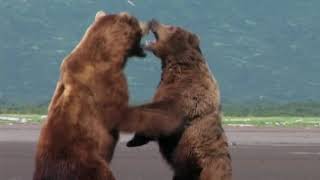 Grizzly man GRIZZLY FIGHT SCENE HD [upl. by Lemahs]