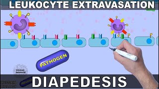 Leukocyte Extravasation  Diapedesis [upl. by Lyckman]