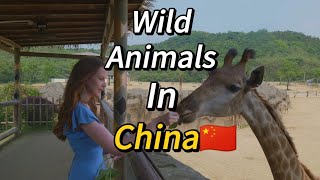 VLOG  Safari park trip in Hangzhou China🇨🇳 [upl. by Parfitt]