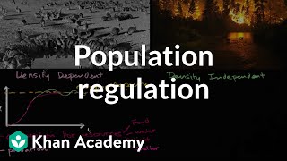 Population regulation  Ecology  Khan Academy [upl. by Drolyag]