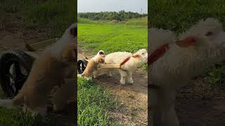 Dog helps lamb push cart cutepet dog [upl. by Nonnaehr]