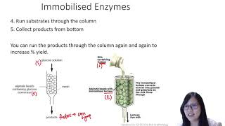 Chapter 34  Immobilised Enzymes  Cambridge ALevel 9700 Biology [upl. by Ymmac177]