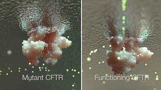 Cystic Fibrosis Mechanism and Treatment  HHMI BioInteractive Video [upl. by Zealand]