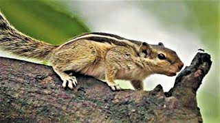 Loud Squirrel Chirping  Natural Squirrel Sounds  Squirrel Calling Sounds [upl. by Jillayne]