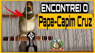 AGORA ENCONTREI O PAPACAPIM CRUZ AINDA PARDO [upl. by Adnawyek]