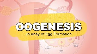 GENERAL BIOLOGY I  GAMETOGENESIS  OOGENESIS [upl. by Benedic912]