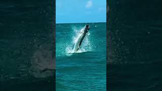 Beautiful tarpon on a windy day [upl. by Etteb]