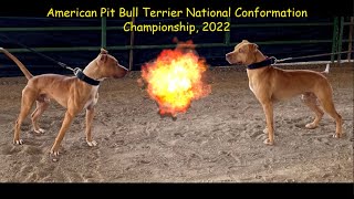 Best Champion APBTs American Pit Bull Terrier Nationals Complete Show 2022—Salt Lake Utah [upl. by Lau723]