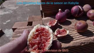 Les dernières figues de la saison en Kabylie Algérie [upl. by Aver]