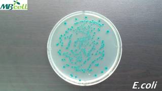 Color TBX Agar [upl. by Zeena]