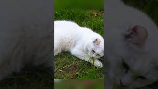 the cat makes ASMR😸😻 cat cats [upl. by Marjy]