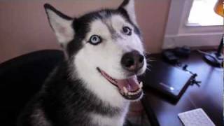 Ask Mishka the Talking Husky Who is Your Favorite Actor [upl. by Syned]