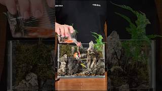 New Aquarium Setup Videos Fish Aquarium🙂🐠 [upl. by Coralyn]