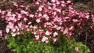 Best Perennials for Sun  Saxifraga Triumph Arends Saxifrage [upl. by Cathyleen]