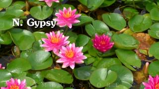 Choosing a Container for a Hardy Waterlily Planting Pond Plants [upl. by Varini]