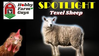 HFG Farm Animal Spotlight Texel Sheep [upl. by Adnorahs]