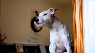 Parsons jack russell terrier howling [upl. by Russi]