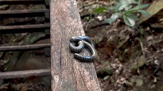 PIOLHO DE COBRA Estação de reprodução MIRIÁPODES MYRIAPODA DIPLÓPODE DIPLOPODA EMBUÁ GONGOLO [upl. by Wesla]