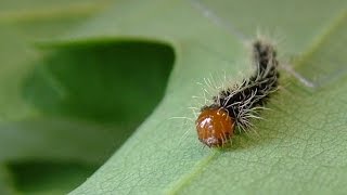 Antheraea pernyi  eggs and L1 caterpillars [upl. by Eillor]